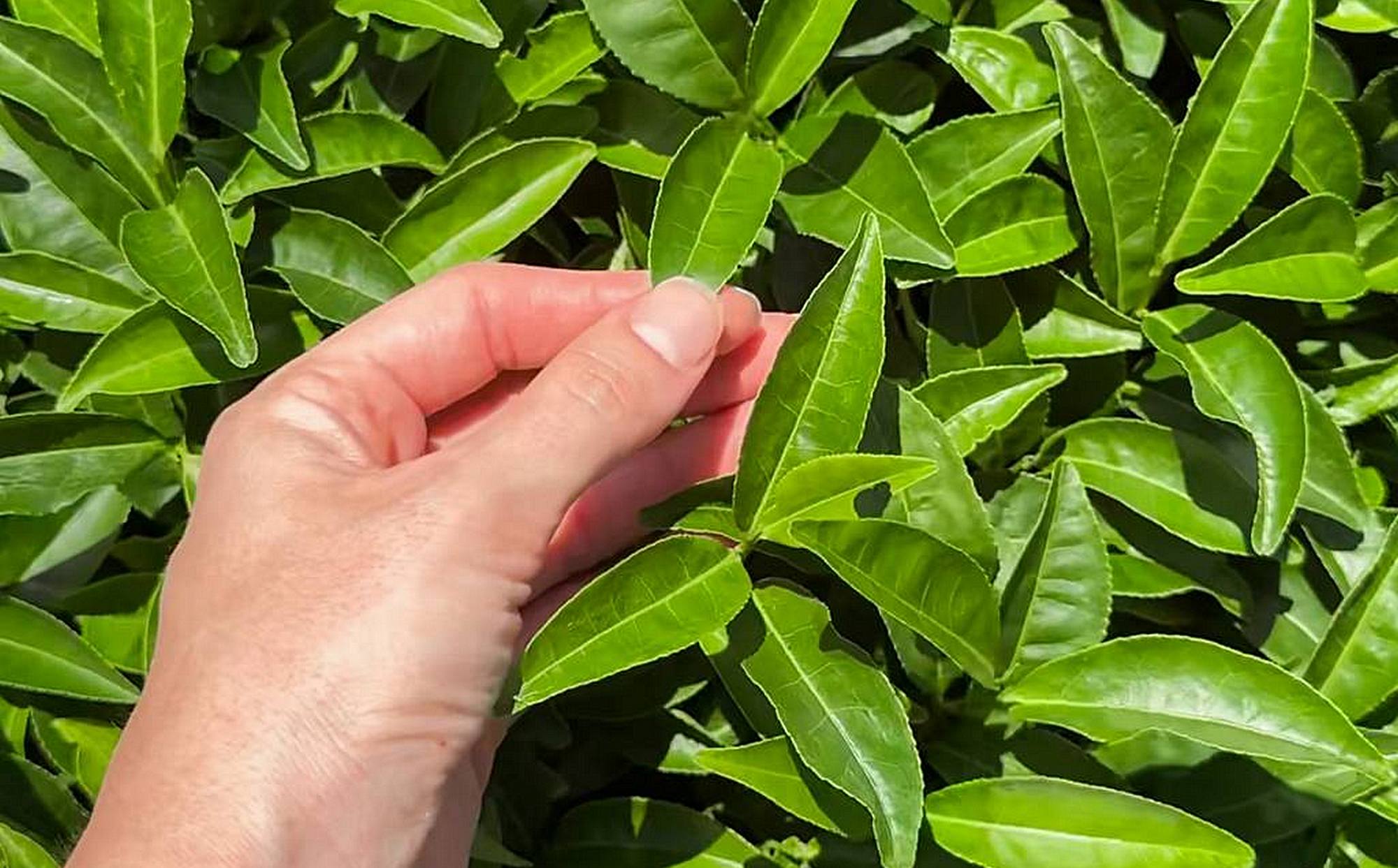 Hand selecting fresh young green tea leaves for premium OMMA matcha production, showing bright, tender leaves on a tea plant under sunlight.